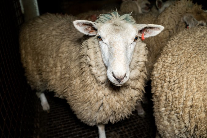 Sheep in holding pen