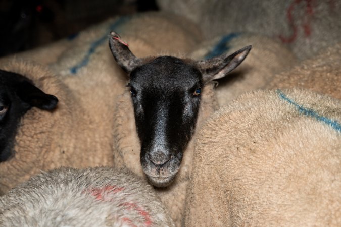 Sheep in holding pens