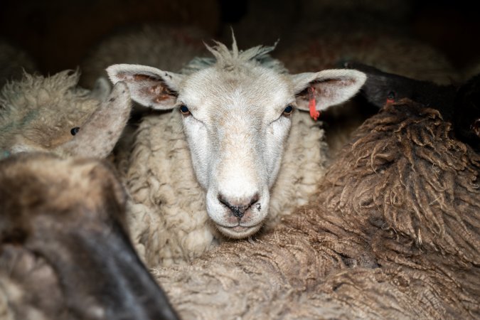 Sheep in holding pens