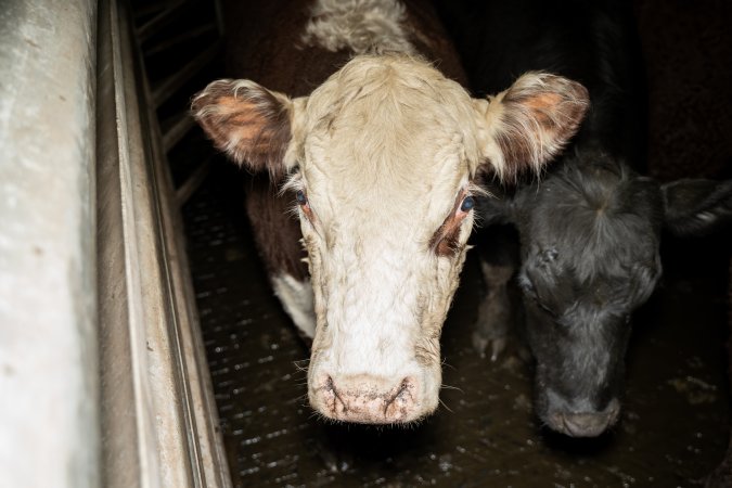 Cows in holding pens