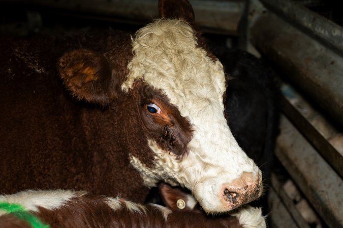 Cows in holding pens