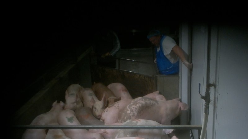 Pigs are herded into the kill room