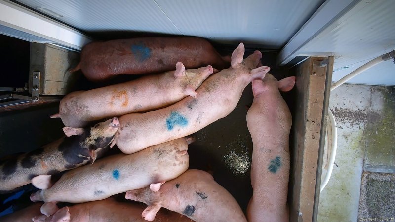 Pigs wait to be herded into the kill room