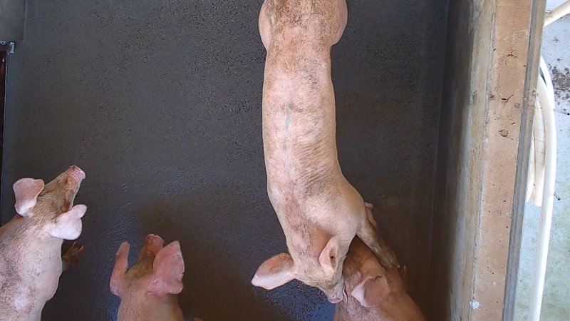 A pig hugs another pig in holding pen