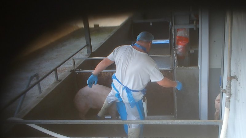 A worker kicks a pig in the walkway