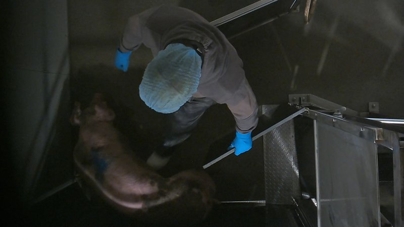 A worker kicks a pig in the walkway