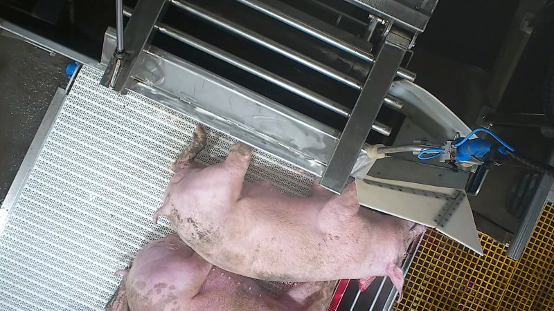 A pig gasps after sticking