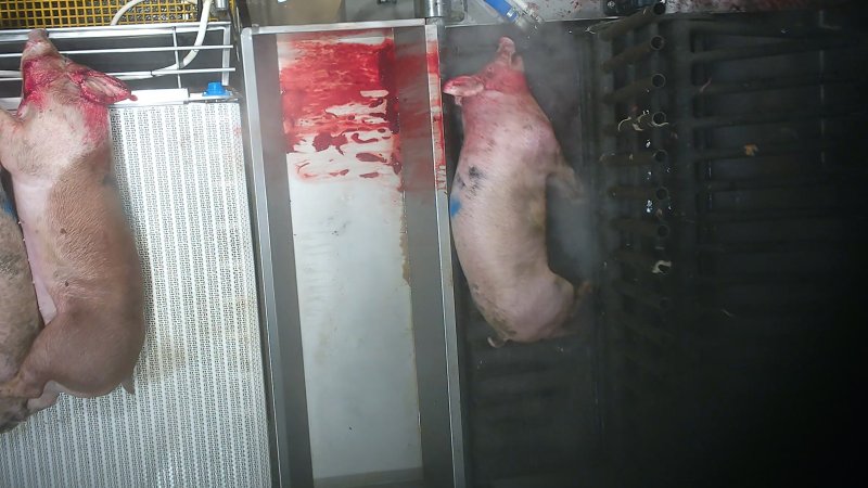 A pig is gasps and thrashes while being lowered into the scalding tank