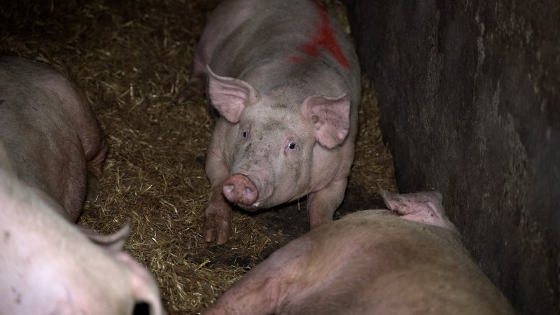 A grower pig in an eco shed