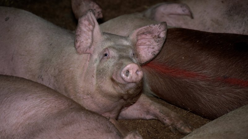 Grower pig in an eco shed