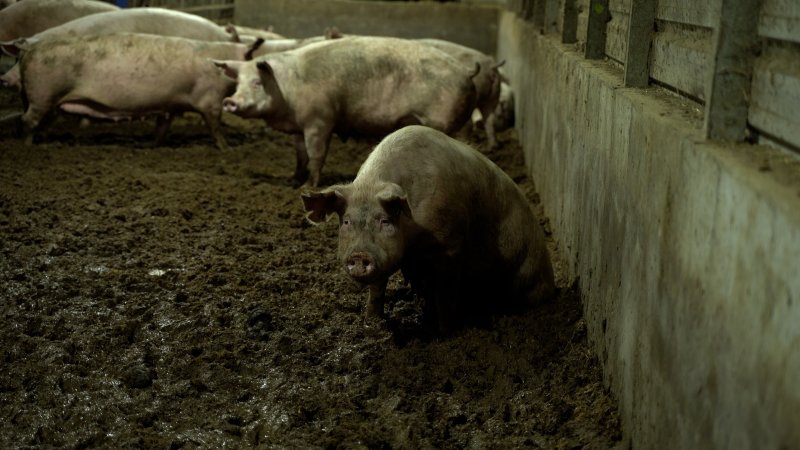 A sow in a muddy shed