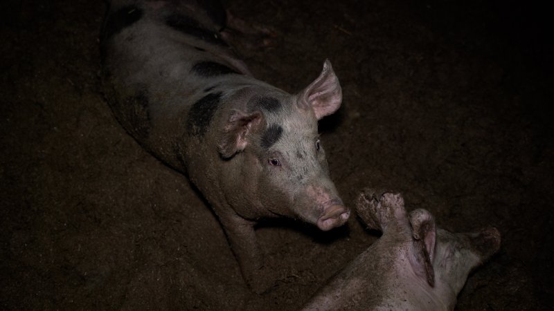 Grower pig in a muddy pen