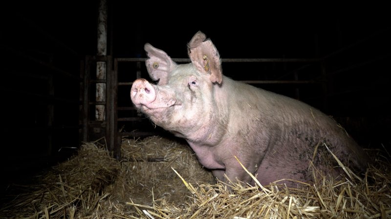 A sow in a caged pen