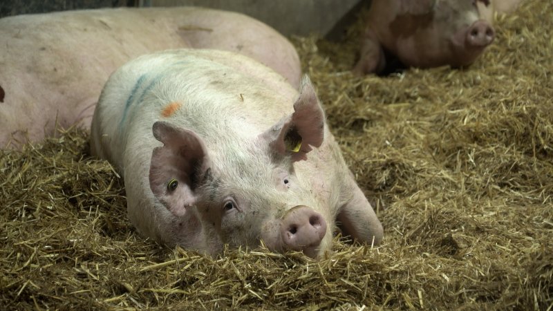 A finisher pig rests in an eco shed