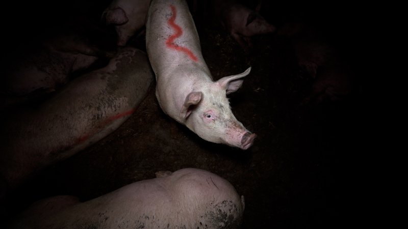 A grower pig in an eco shed