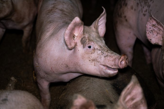 Grower pig in a pen