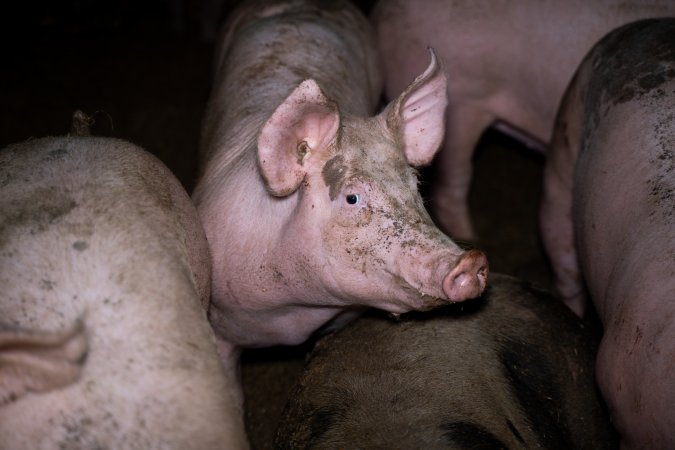 Grower pig in a pen