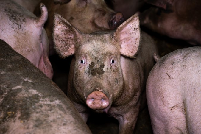 Grower pig in a pen