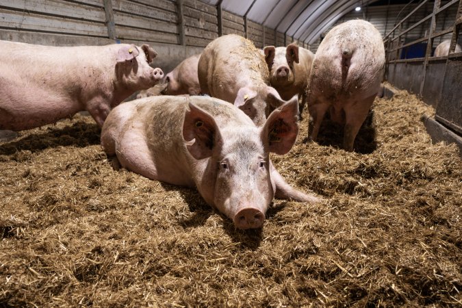 Sows in group housing