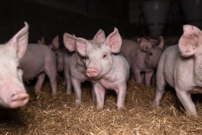 Piglets in a weaner shed