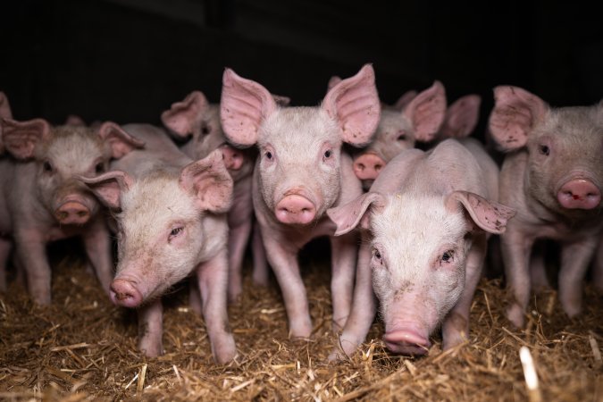 Piglets in a weaner shed