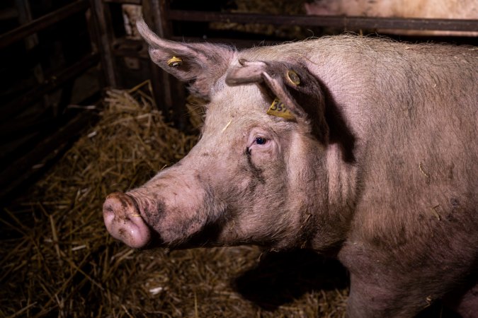 Sow in barred pen