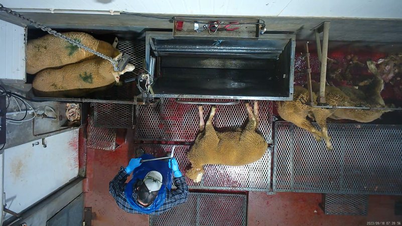 A worker sharpens his knife over a dead sheep