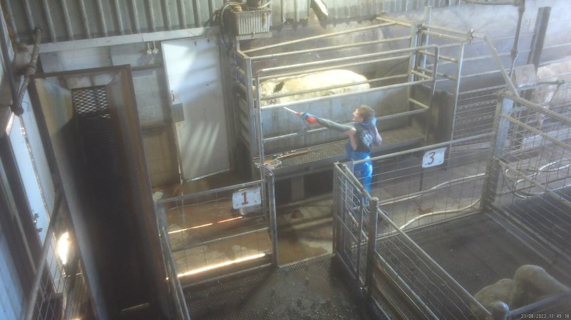 A worker uses an electric prod on the face of a cow