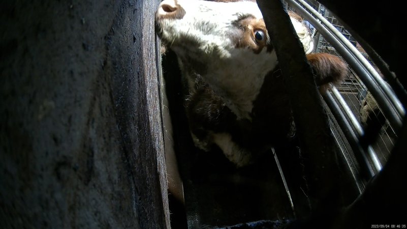 A cow in the knockbox