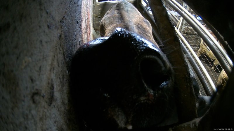 A cow in the knockbox