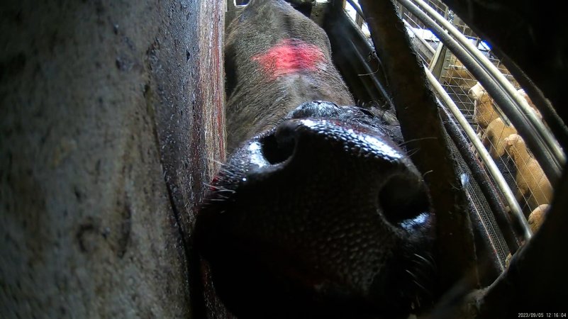 A cow in the knockbox