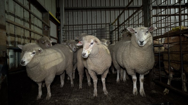 Sheep in holding pens