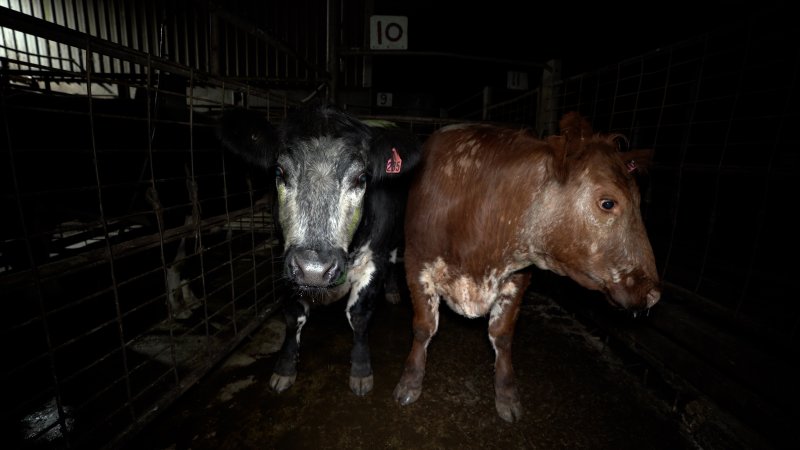 Cows in holding pens