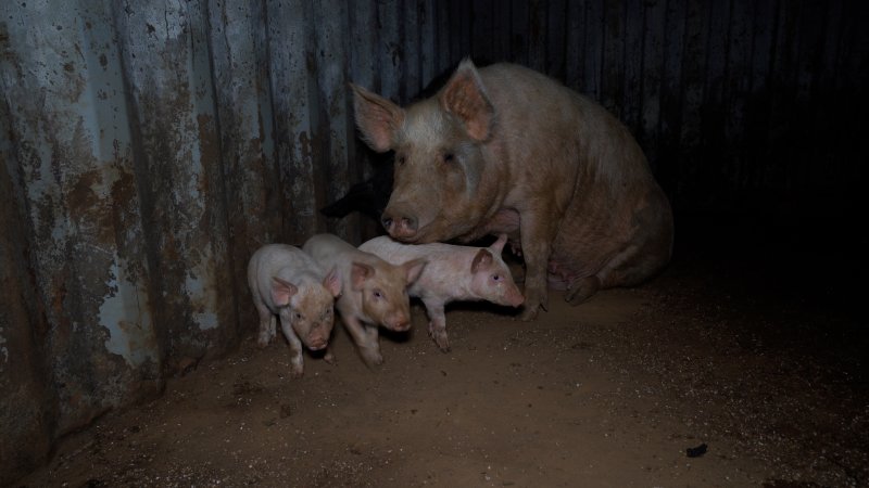 A mother pig and her babies