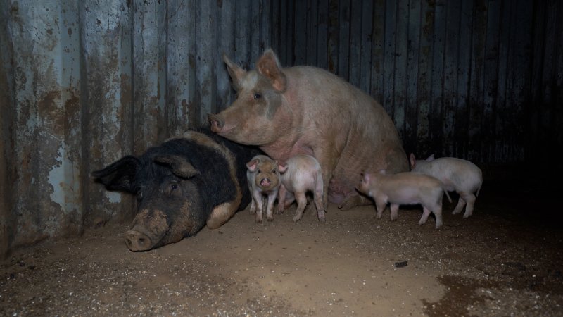 A mother pig and her babies