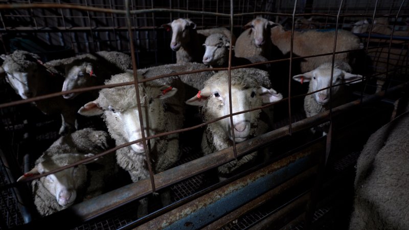 Sheep in a holding pens