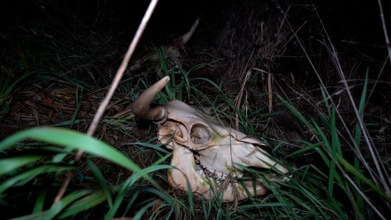 A skull in the grass outside the slaughterhouse