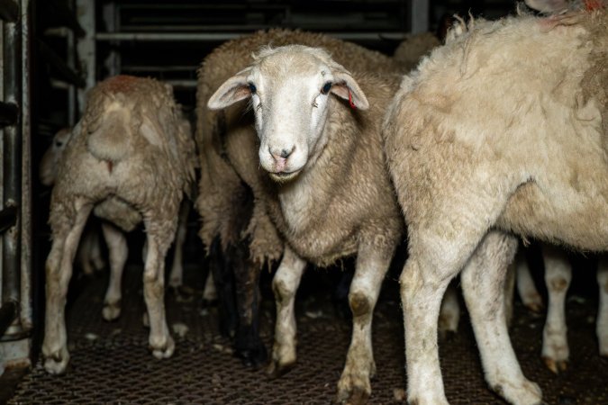 Sheep in holding pen