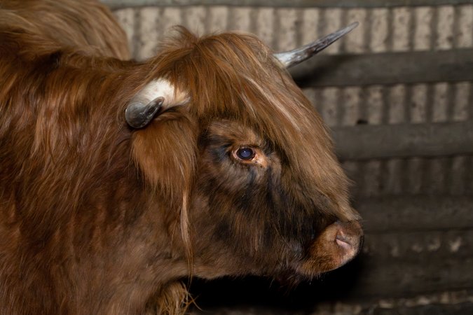 Highland cow