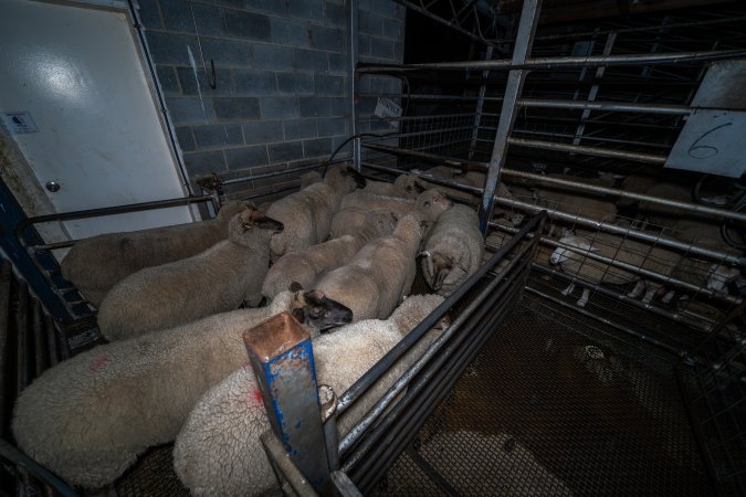 Sheep in holding pen