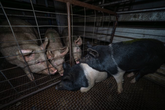 Pigs sniff each other through the bars of the holding pen