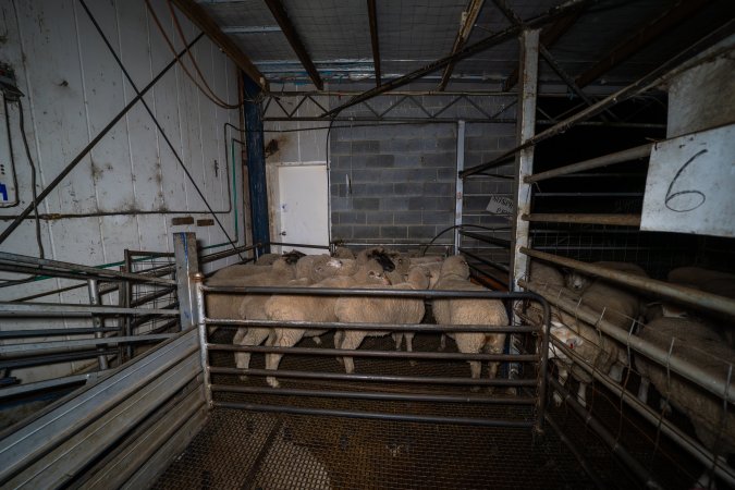 Sheep in holding pen