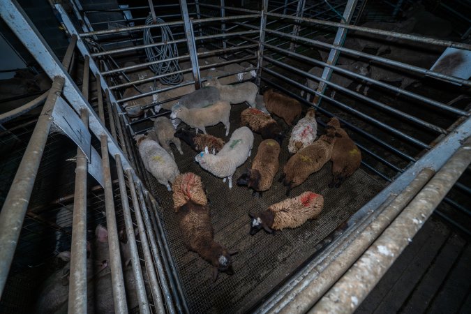 Sheep in holding pen