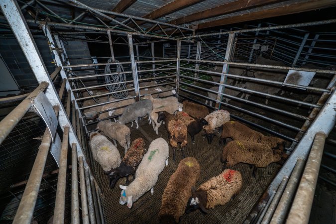 Sheep in holding pen