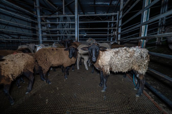 Sheep in holding pen