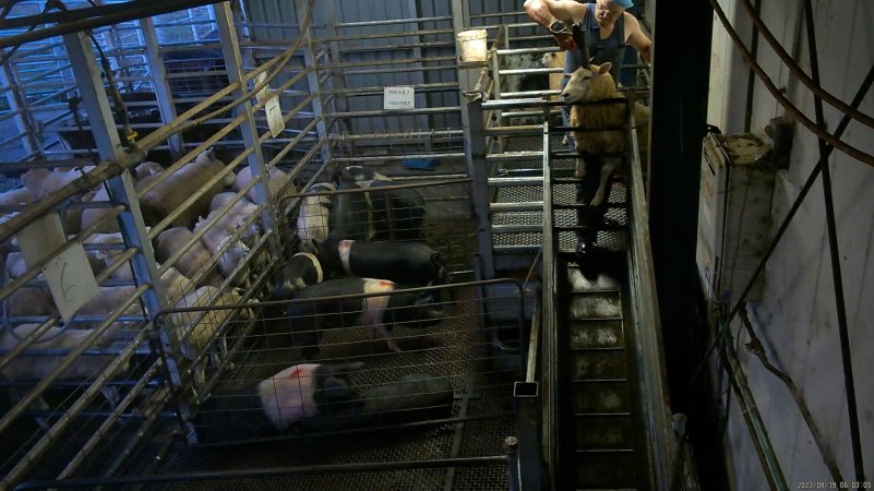 A sheep is stunned as they attempt to escape