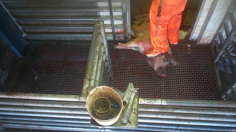 A worker stands on a pig who has been bolt-gunned.