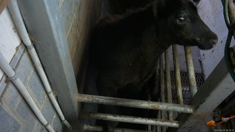 A cow attempts to jump from the knockbox