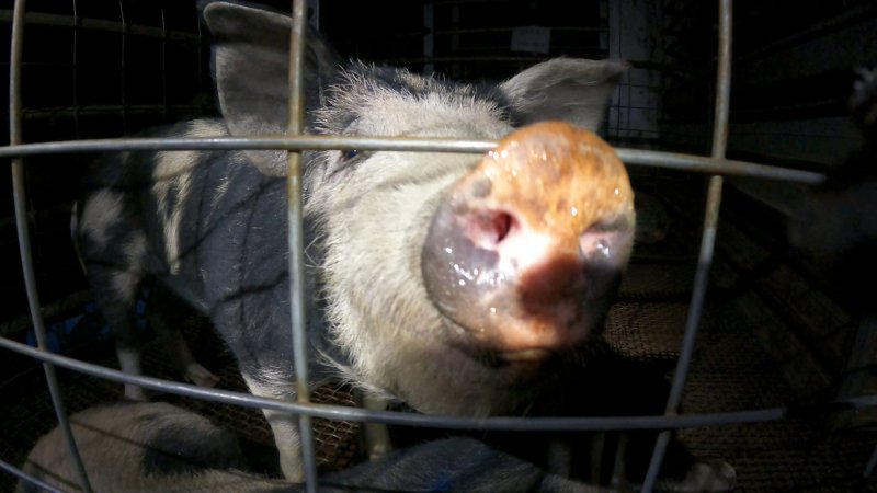 A pig comes to say hello to an investigator