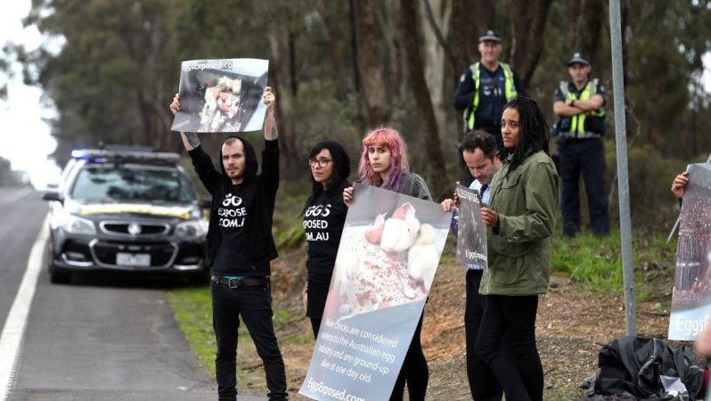 Hatchery lockdown action